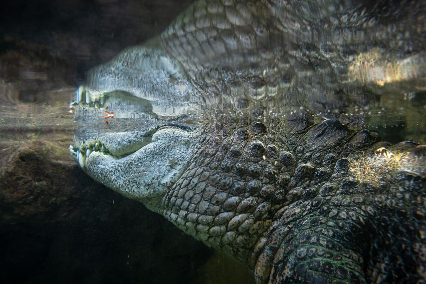 loro parque